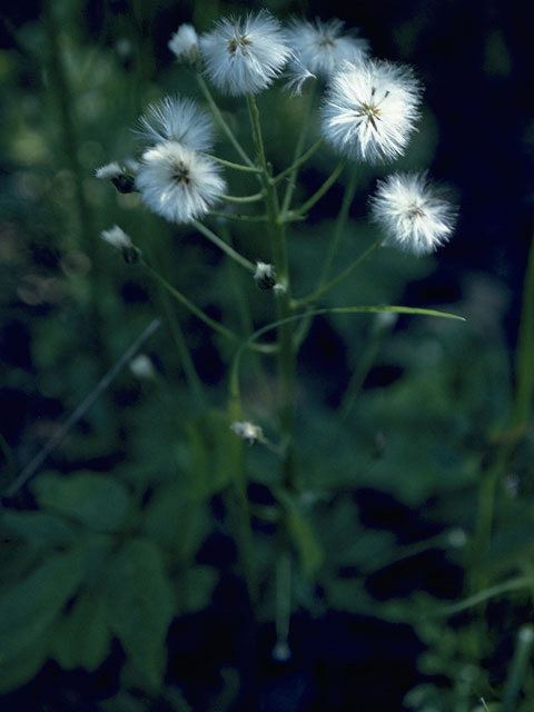 Senecio spartioides (Broomlike ragwort) #11234