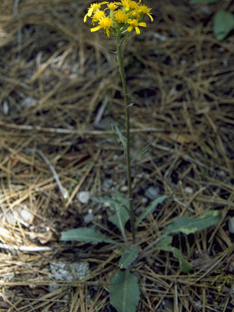 Packera werneriifolia (Hoary groundsel) #11249