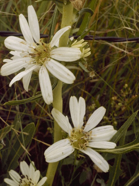 Silphium albiflorum (White rosinweed) #11252