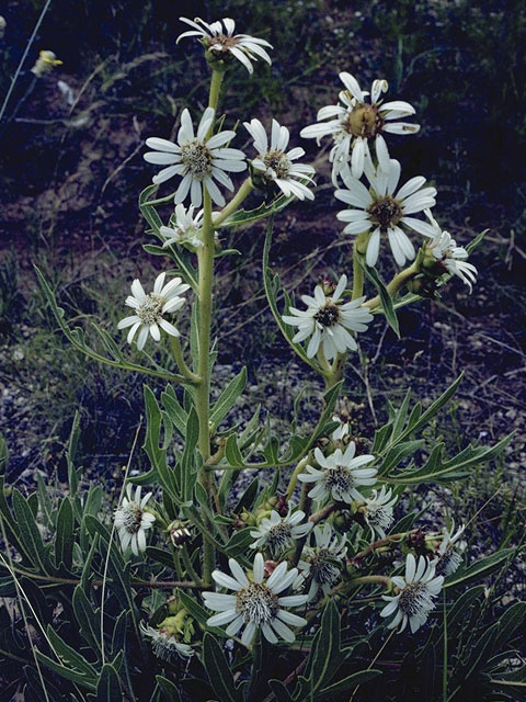 Silphium albiflorum (White rosinweed) #11255
