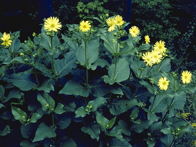 Silphium perfoliatum (Cup plant) #11271