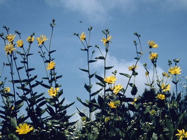 Silphium simpsonii (Simpson's rosinweed) #11275