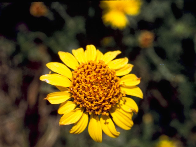 Simsia calva (Awnless bush sunflower) #11282