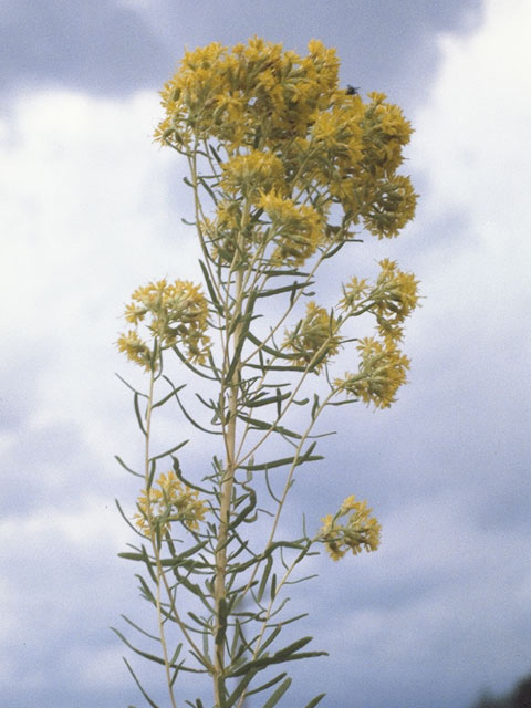 Euthamia gymnospermoides (Texas goldentop) #11309