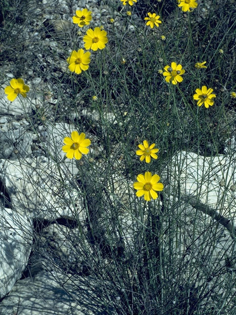 Thelesperma simplicifolium (Slender greenthread) #11413