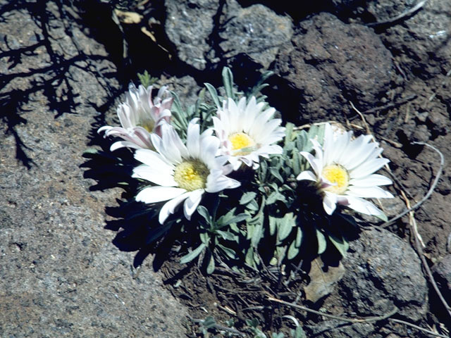 Townsendia incana (Hoary townsend daisy) #11421