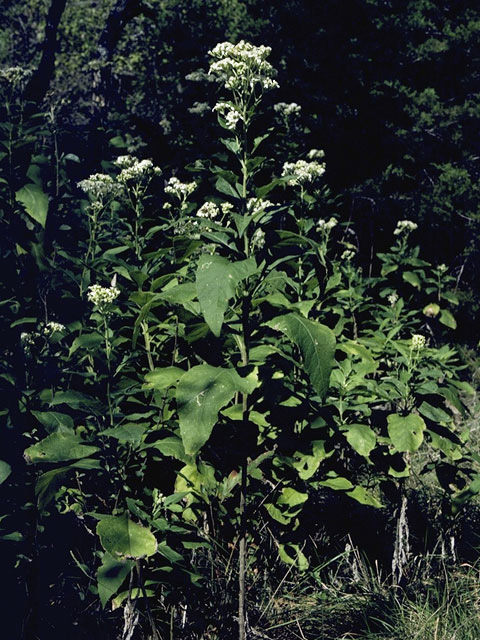 Verbesina virginica (Frostweed) #11463