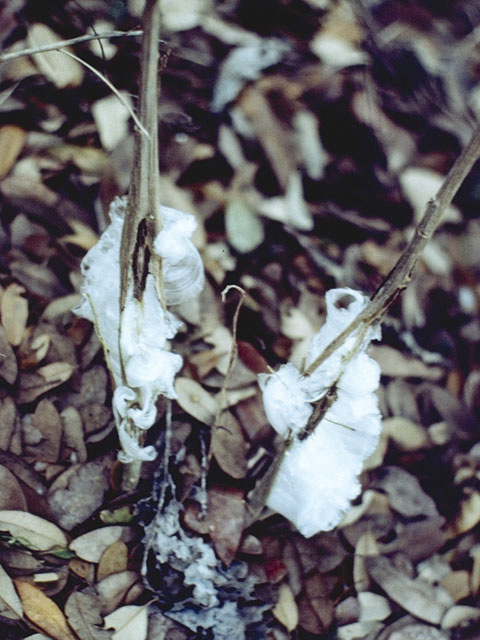 Verbesina virginica (Frostweed) #11466