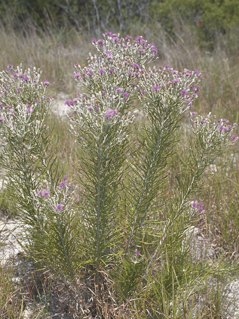 Vernonia lindheimeri (Woolly ironweed) #11476