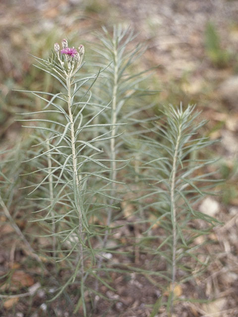 Vernonia lindheimeri (Woolly ironweed) #11478