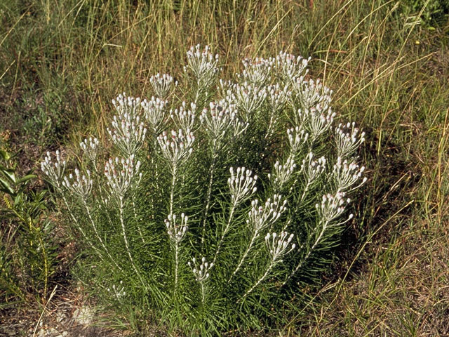 Vernonia lindheimeri (Woolly ironweed) #11480