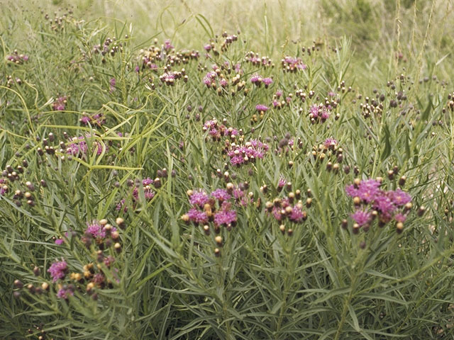 Vernonia marginata (Plains ironweed) #11481
