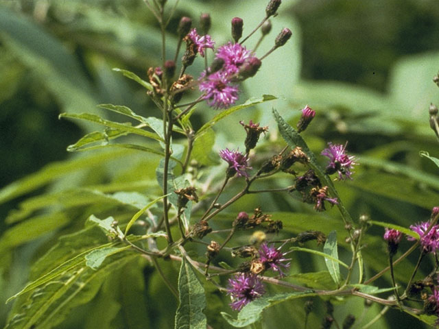 Vernonia noveboracensis (New york ironweed) #11487