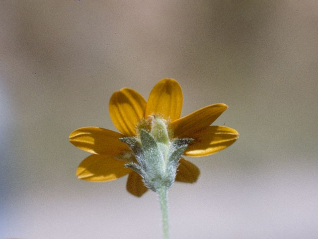 Wedelia acapulcensis var. hispida (Zexmenia) #11512