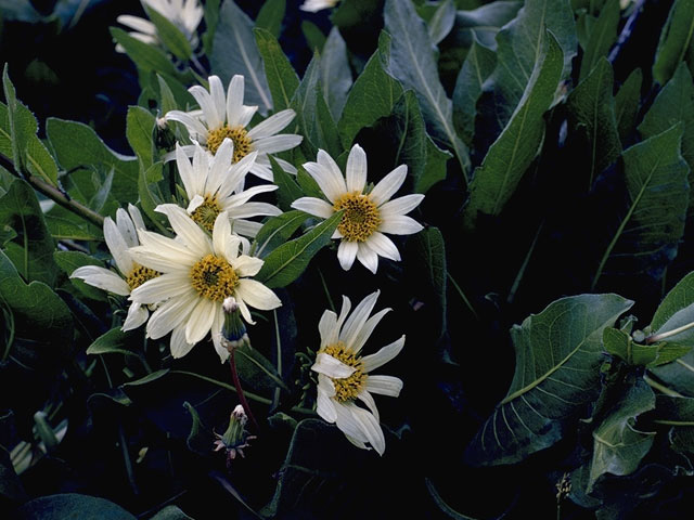 Wyethia helianthoides (Sunflower mule-ears) #11519