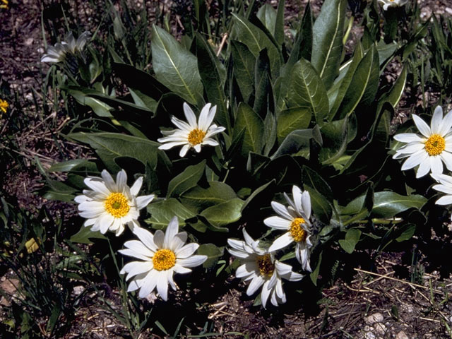 Wyethia helianthoides (Sunflower mule-ears) #11520