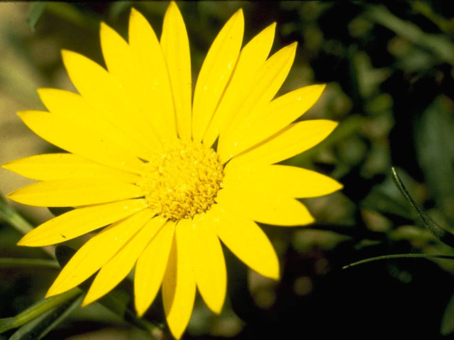 Xanthisma texanum (Texas sleepy daisy) #11527