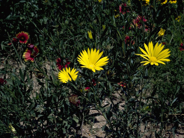 Xanthisma texanum (Texas sleepy daisy) #11528
