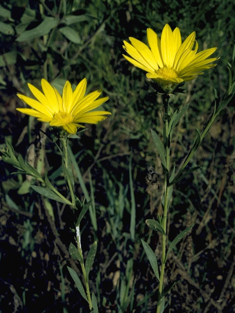 Xanthisma texanum (Texas sleepy daisy) #11529