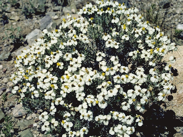 Zinnia acerosa (Desert zinnia) #11539