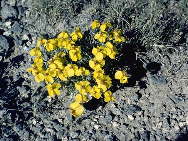 Zinnia grandiflora (Plains zinnia) #11541
