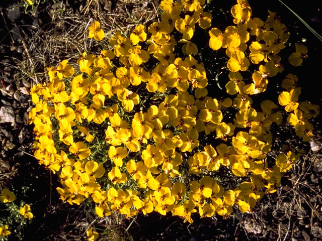 Zinnia grandiflora (Plains zinnia) #11544