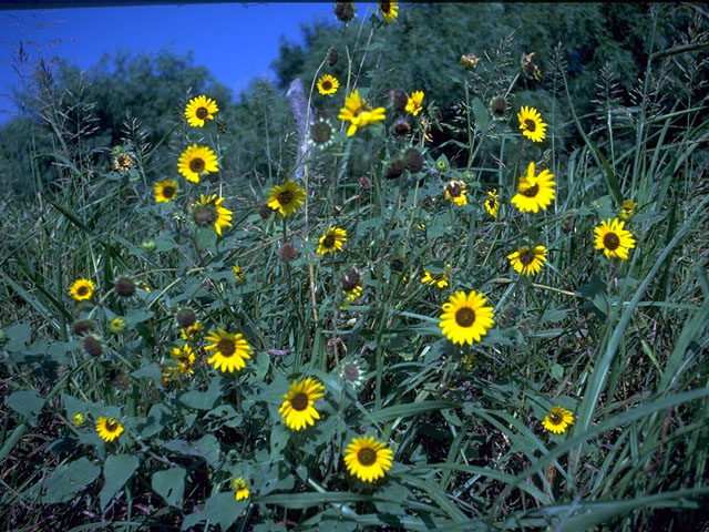 Helianthus annuus (Common sunflower) #15089