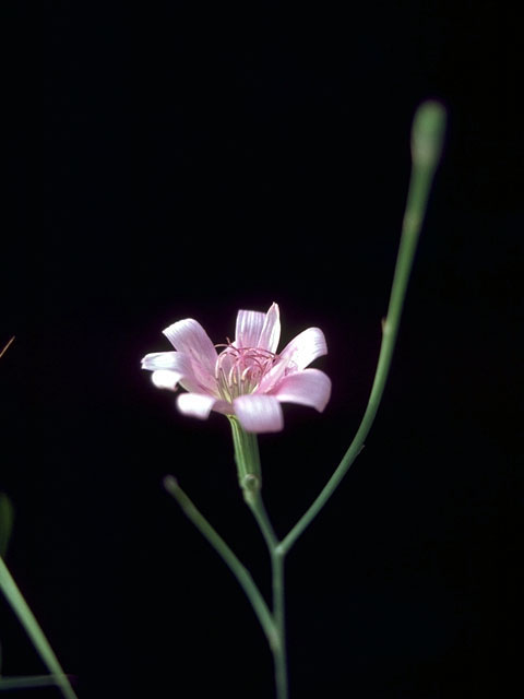 Lygodesmia texana (Texas skeleton plant) #15095
