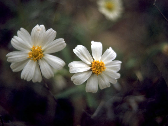 Melampodium leucanthum (Blackfoot daisy) #15099