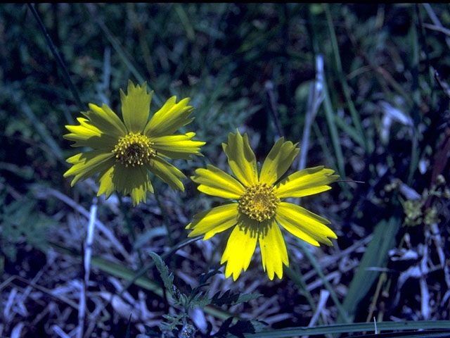 Thelesperma flavodiscum (East texas greenthread) #15118