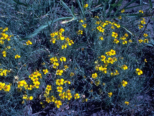 Zinnia grandiflora (Plains zinnia) #15124