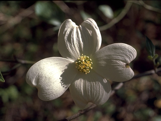 Cornus florida (Flowering dogwood) #15128
