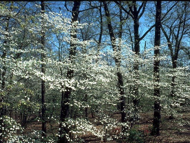Cornus florida (Flowering dogwood) #15129