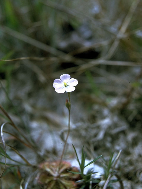 Drosera brevifolia (Dwarf sundew) #15137