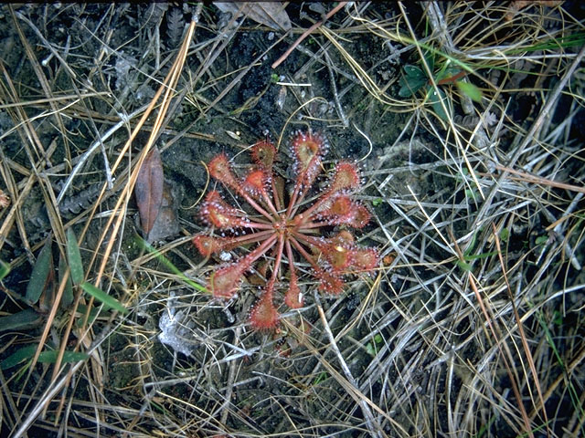 Drosera brevifolia (Dwarf sundew) #15138