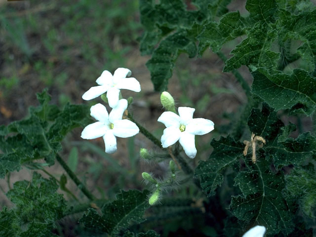 Cnidoscolus texanus (Texas bullnettle) #15143
