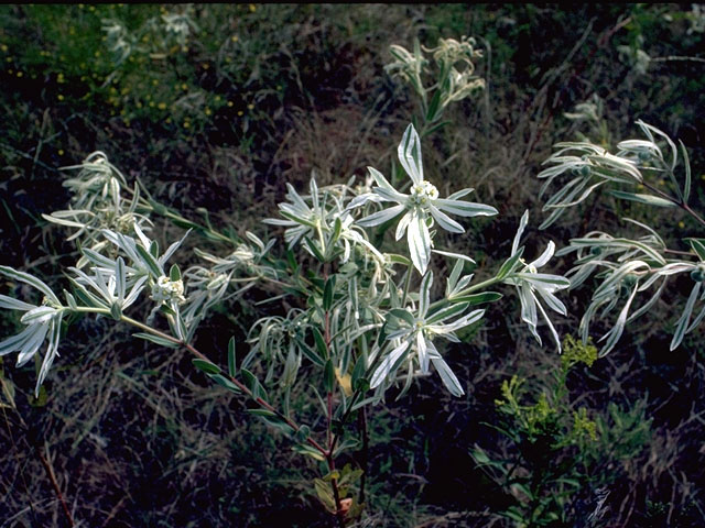Euphorbia marginata (Snow on the mountain) #15146