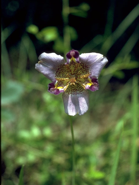 Alophia drummondii (Propeller flower) #15162