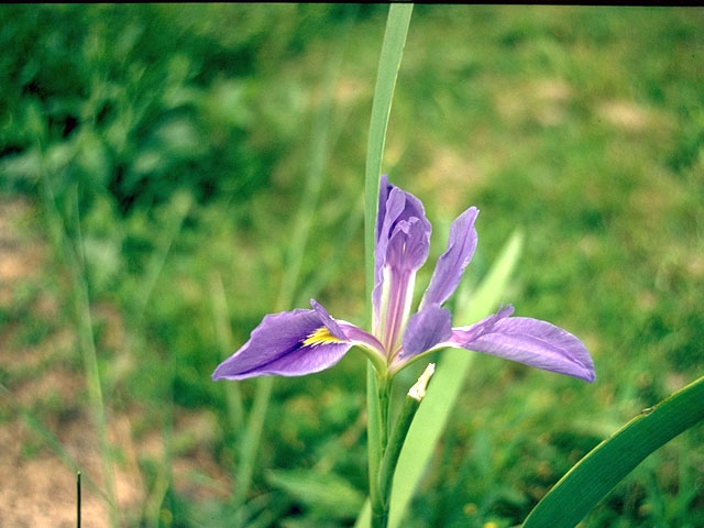 Iris giganticaerulea (Giant blue iris) #15163