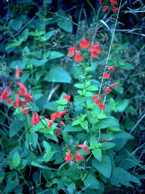 Salvia coccinea (Scarlet sage) #15170