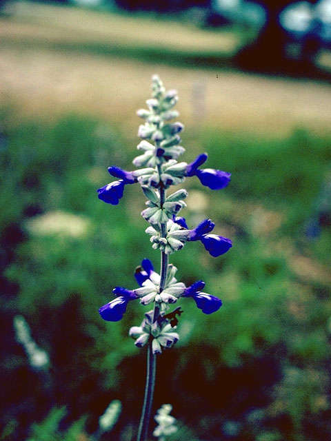 Salvia farinacea (Mealy blue sage) #15171