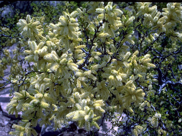 Vachellia rigidula (Blackbrush acacia) #15179