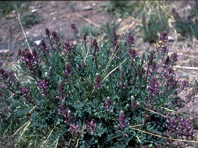 Astragalus mollissimus (Woolly locoweed) #15180