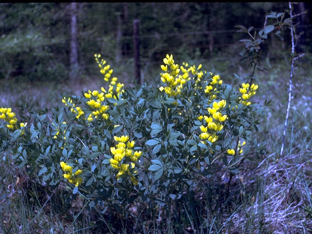 Baptisia sphaerocarpa (Yellow wild indigo) #15181