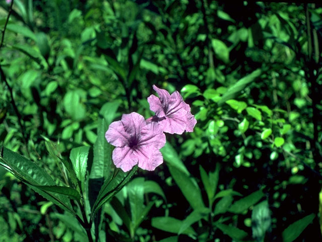 Ruellia nudiflora (Violet ruellia) #14991