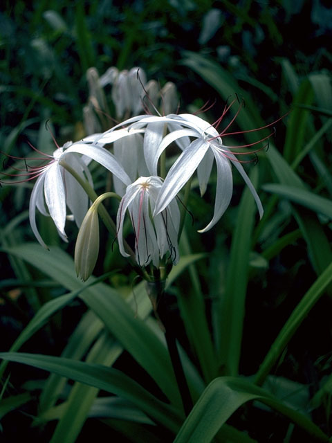 Crinum americanum (American crinum lily) #14999