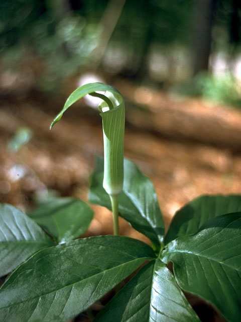Arisaema triphyllum ssp. quinatum (Five-leaved jack-in-the-pulpit) #15008
