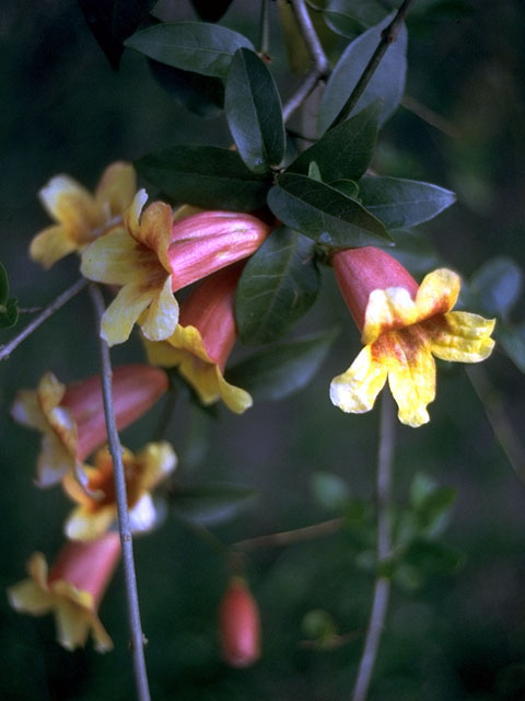 Bignonia capreolata (Crossvine) #15014