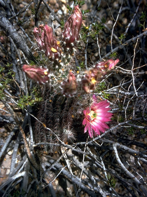 Echinocereus chisoensis (Chisos hedgehog cactus) #15022