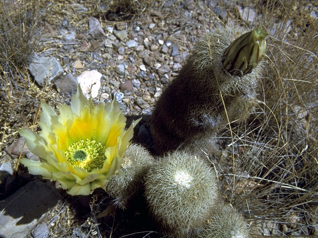 Echinocereus dasyacanthus (Texas rainbow cactus) #15025